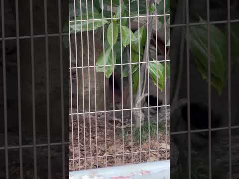 shorts きょうだいで狩ごっこ⁈ エルくんとミーニャちゃんの息子たち　マヌルネコ　東山動植物園にて　2026年3月… サムネイル