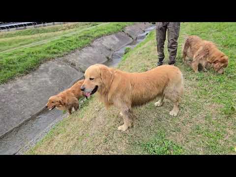 ゴールデンレトリバー９歳４歳２歳の乾き具合の差 サムネイル