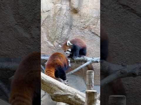 shorts グミママの後を追うモナカちゃん　レッサーパンダ　那須どうぶつ王国にて　2026年4月11日