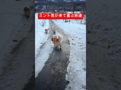 全力ダッシュでミント君の本へshorts puppy ゴールデンレトリバー ゴールデンレトリバー子犬 癒し golde… サムネイル