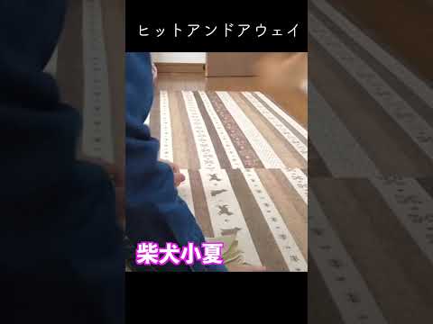 HIT & AWAY 神戸 柴犬 shiba shibainu サムネイル