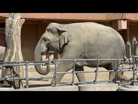 アヌラさんファミリー トレーニング中〜😊　アジアゾウ　東山動植物園にて　2026年3月14日