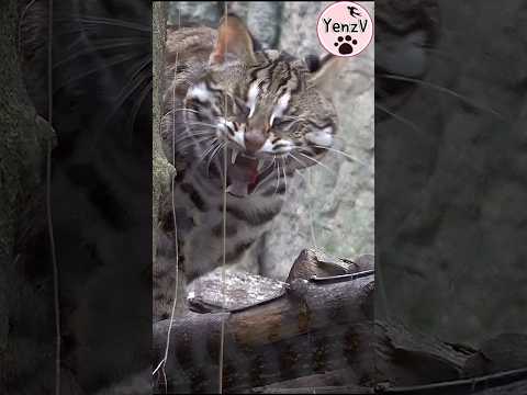 石虎捲心餅😝 taipeizoo 台北市立動物園 leopardcat cuteanimals shorts サムネイル