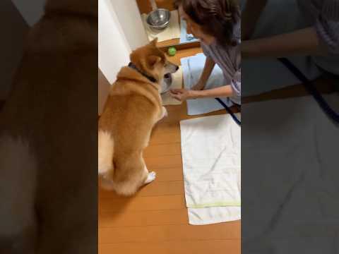 柴犬福 名作、おばあさんと散歩に行くと勘違いして揉める柴犬🤣Grandma vs Shiba🤣shorts funny…