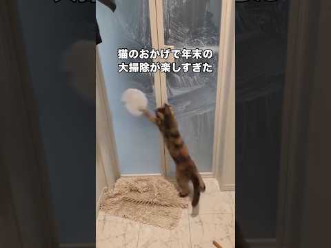 面倒な年末の大掃除も猫がいてくれると楽しくできてしまう 猫 大掃除 猫動画 shorts サムネイル