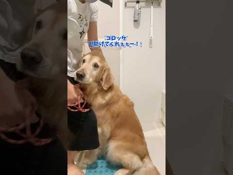 正反対なふたり🐶🐶 ゴールデンレトリバー 大型犬
