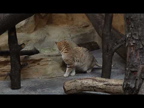 ジャミールさん　スナネコ　那須どうぶつ王国　00097 サムネイル