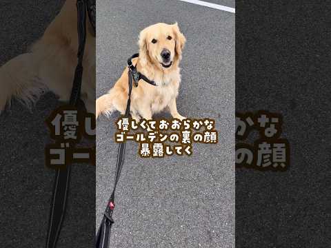 ゴールデンの裏の顔 ゴールデンレトリバー 大型犬のいる生活 大型犬と子供