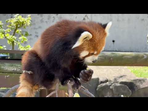 細めの枝の先のリンゴも果敢に取りに行く円実ちゃん　レッサーパンダ　大森山動物園にて　2026年4月29日 サムネイル