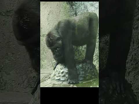 stay hydrated。little gorilla Jabali 5y5m old. shorts.J洗頭多喝水…