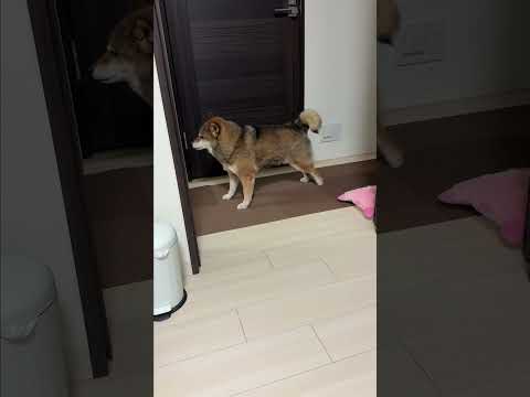 胡麻柴🐻はいつも最後に見せ場をつくる サムネイル