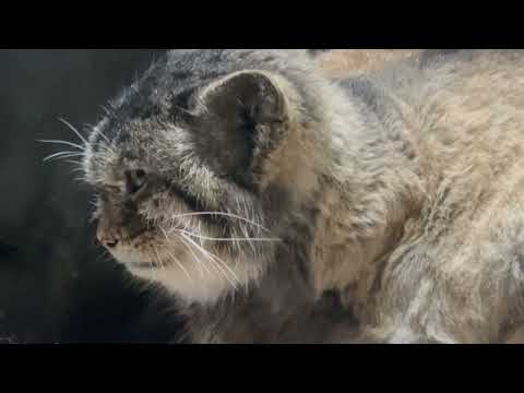 ヒト族の話し耳を傾けてそうなプリームラちゃん　マヌルネコ　上野動物園にて　2026年2月6日 サムネイル