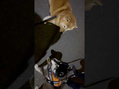 柴犬福 久々の柴友と会った柴犬🤣Shiba-Friend🤣shorts japanesedog 柴犬 shibainu… サムネイル