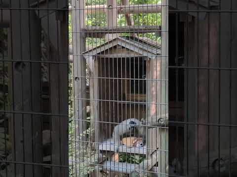 【よこはま動物園ズーラシア】うんていをして遊ぶ！！ボウシテナガザル🐒　shorts サムネイル