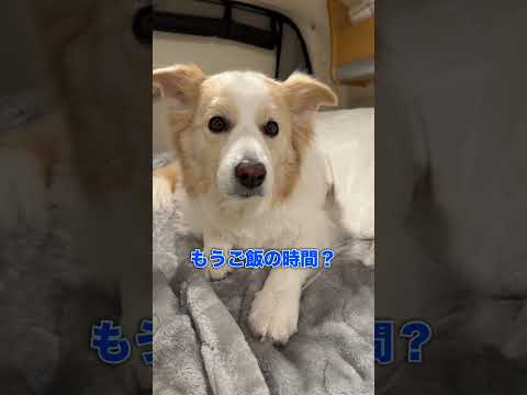 食いしん坊な犬がなにしても起きてこない!!【ボーダーコリー・ゴールデンレトリバー】shorts サムネイル