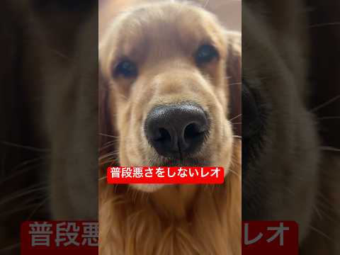監視しながら足湯する犬 サムネイル