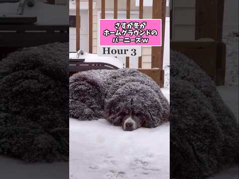 仕事で疲れた皆に贈る笑いと癒しのバーニーズ5選ww　#バーニーズマウンテンドッグ #笑える #癒し #大型犬のいる生活… サムネイル