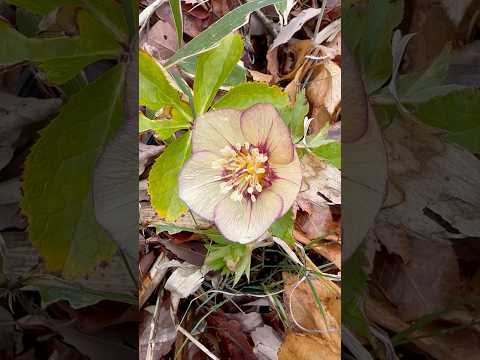 shorts クリスマスローズが咲きました〜　2026年3月27日　那須 サムネイル