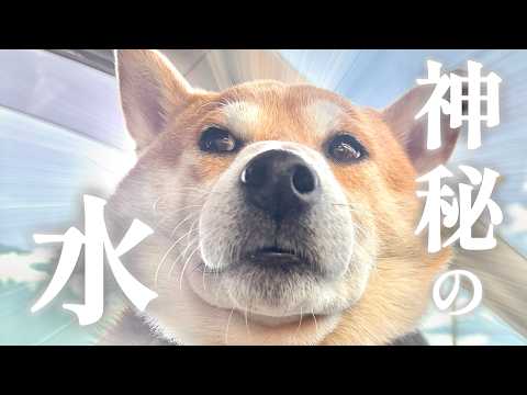 秘境！？水神様に辿り着くも〇〇に襲われる柴犬こむぎ