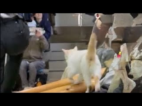 タルトくんのお膝サンポ🐾 なかなか見れない猫によるショー ザ・キャッツ(午前)    那須どうぶつ王国にて　2026年… サムネイル