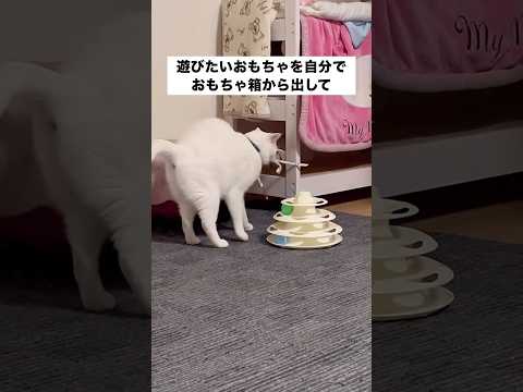 自分で遊びたいおもちゃを準備し、静かにその時を待ち侘びる白猫 白猫 デブ猫 保護猫 shorts サムネイル