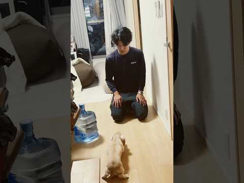 大好きなパパに怒られてしまい嬉しいとごめんなさいが入り交じりながら近づくダックスフンド ダックスフンド ダックス ダッ…
