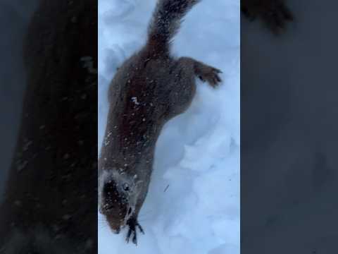 shorts 雪に潜って移動❣️ニホンリス　那須どうぶつ王国　2026年1月12日 サムネイル