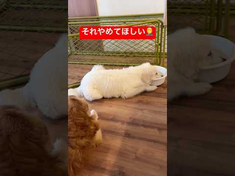 べちゃべちゃじゃねぇか😭shorts グレートピレニーズ puppy 豆きち サムネイル