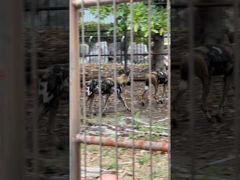 shorts ぴょんぴょんリカオン　浜松市動物園にて　2026年4月5日