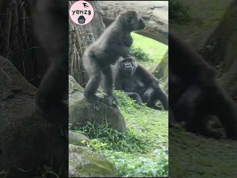 cute Jabali 🤣 gorilla taipeizoo 金剛猩猩 台北市立動物園 funnyanimals s… サムネイル