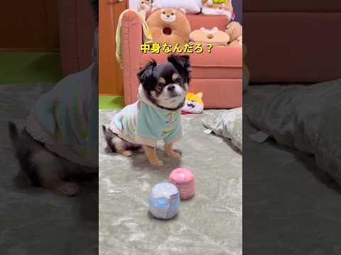 ペット用ガチャがかわいすぎた🐶❤️柴犬 チワワ shorts サムネイル