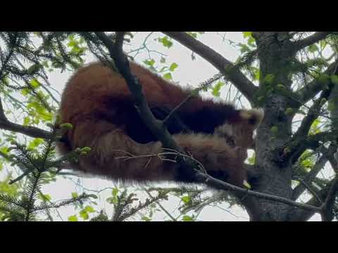 ゆうちゃんは木の上🤭　レッサーパンダ　千葉市動物公園にて　2026年4月19日 サムネイル