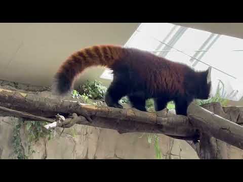 栄栄(ロンロン)さん　レッサーパンダ　那須どうぶつ王国にて　2026年1月30日 サムネイル