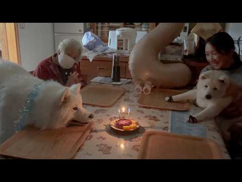 誕生日ケーキを嬉しそうに見つめるサモエド、アイス２歳になりました。 サムネイル