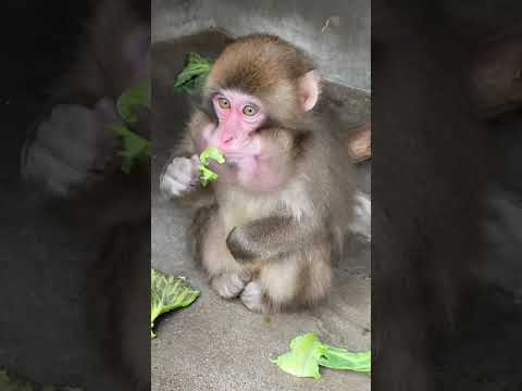 パンチではないけど・・・草津熱帯圏で人工哺育で育ったニホンザル♫shorts ニホンザル 動物園 サムネイル