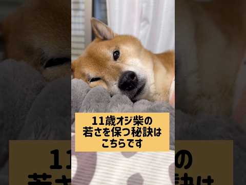 最後の注意点は本当に大切です！ 柴犬 サムネイル