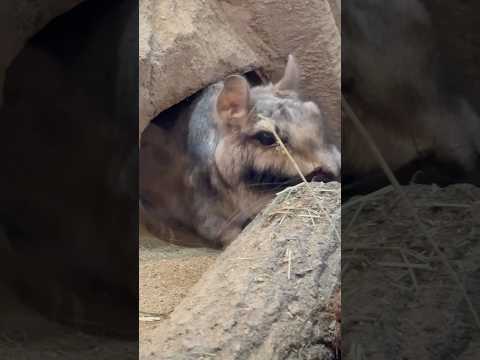 shorts ゴエモンくん　ビスカチャ　埼玉県こども動物自然公園にて　2026年3月7日 サムネイル