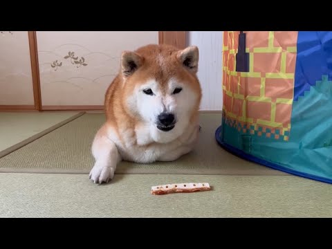 柴犬福 母に新第一ガムを自慢する柴犬🤣Shiba-Eat🤣 サムネイル