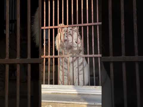 大きくなったよ！　東武動物公園　 zoo 動物 animals 動物園