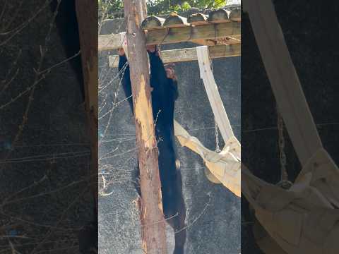 shorts ヨジヨジ🐾マーチンくん😊　マレーグマ　のんほいパークにて　2026年4月3日 サムネイル