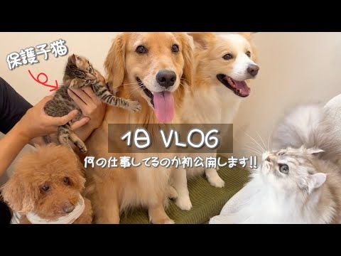 【１日Vlog】保護猫活動をしながら大型犬と暮らすアラサー女のルーティンを初公開...【ゴールデンレトリバー・ボーダー…