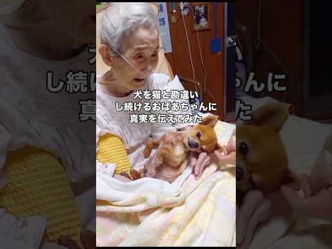 犬なのにずっと猫だと思ってるおばあちゃんに本当のことを伝えてみた結果 犬 猫 チワワ shorts サムネイル