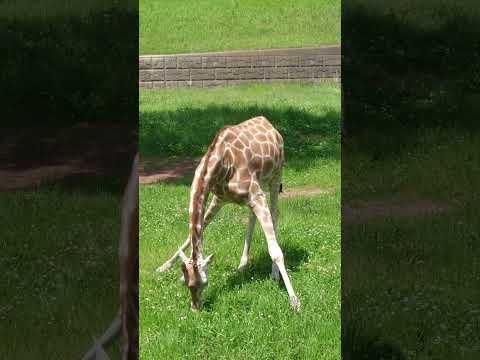 shorts コノカちゃん　キリン　千葉市動物公園にて　2026年5月9日