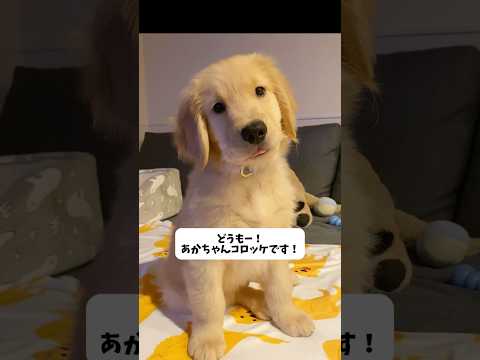 【小さい頃にやって良かったこと】コロver. サムネイル