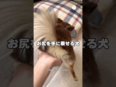 指定席。手の上にお尻を置く犬　チワワ　犬　いぬ　かわいい犬 かわいい サムネイル