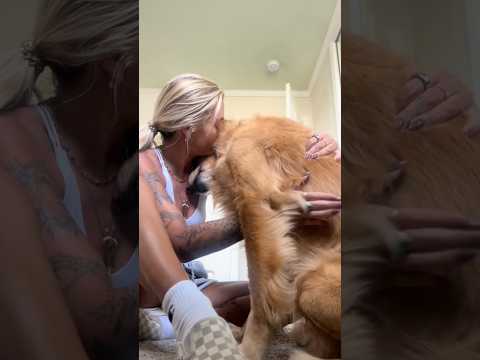 Golden retriver hug me india dog goldenretreiver dogbreed f… サムネイル