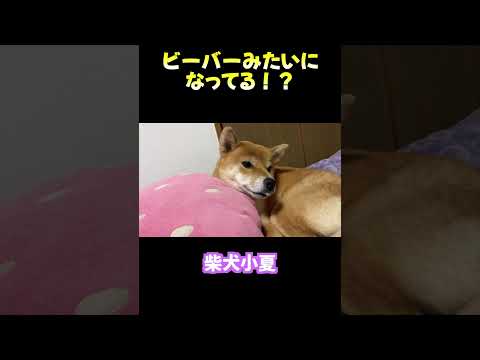 ビーバーみたいになってて焦る 神戸 柴犬 shibainu 癒し サムネイル