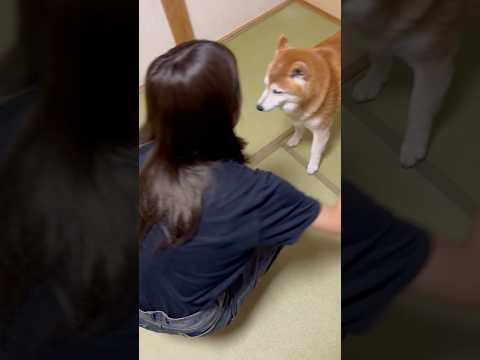 柴犬福 姉にオナカビを狙われいち早く逃げる柴犬🤣Sis vs Shiba🤣姉と柴 shorts 柴犬 funny sh…