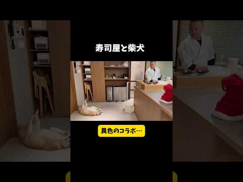 【寿司職人と柴犬】寿司屋の大将を微笑ませた理由が可愛すぎた件…（店舗ではなく出張寿司です） 柴犬 寿司shorts サムネイル