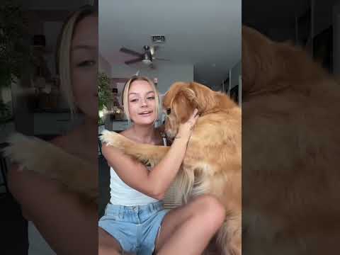coming home to my golden retriever🥵 goldenretreiver dog ind…